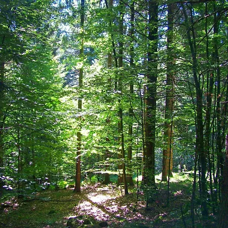 Hotel Al Bosco-3
